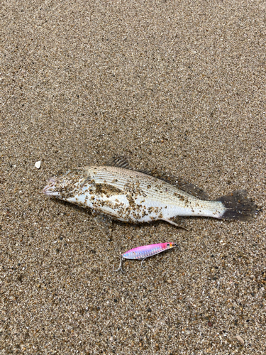 コノシロの釣果