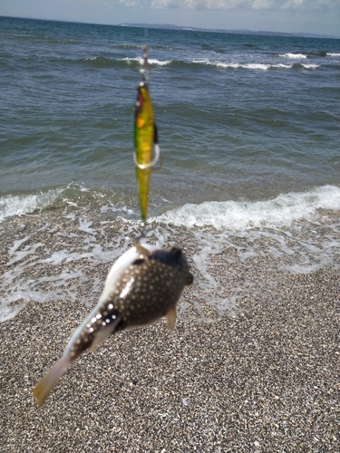 クサフグの釣果