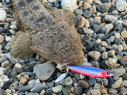 マゴチの釣果