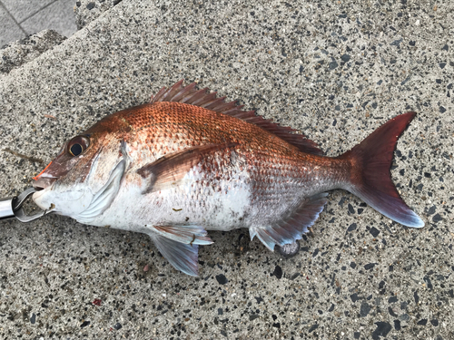 マダイの釣果