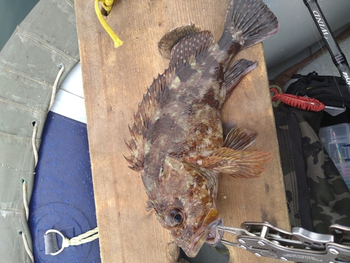 カサゴの釣果