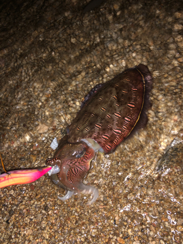 モンゴウイカの釣果