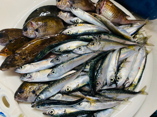 サバの釣果