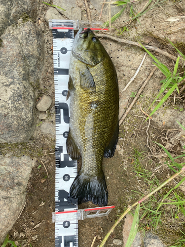 スモールマウスバスの釣果