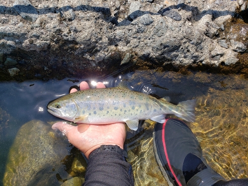 ヤマメの釣果