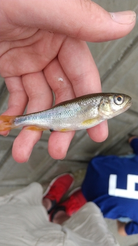 アブラハヤの釣果