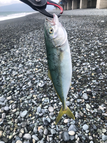 ワカシの釣果