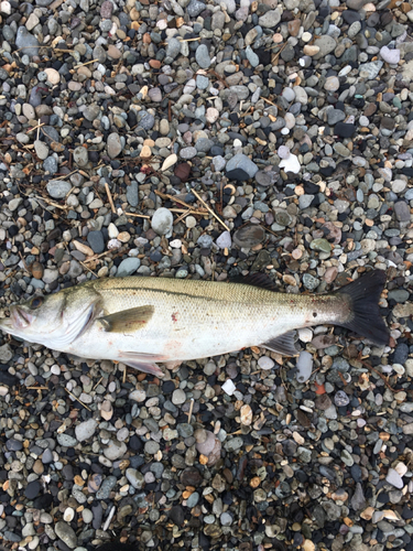 スズキの釣果