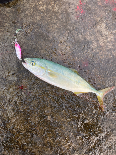 ワカシの釣果