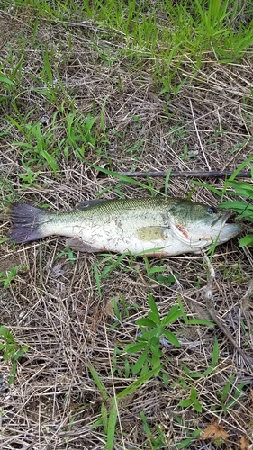 ブラックバスの釣果