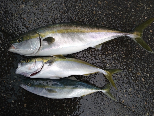 ワラサの釣果