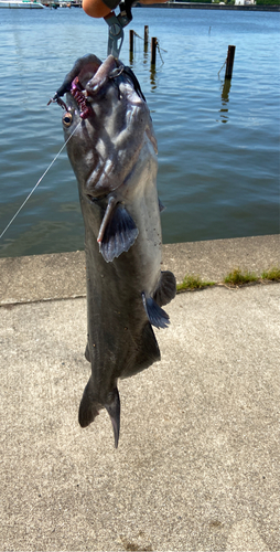 ナマズの釣果