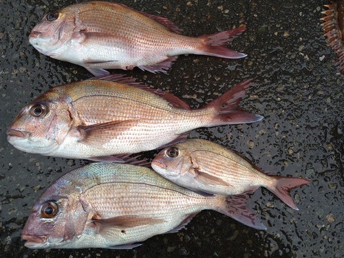 マダイの釣果