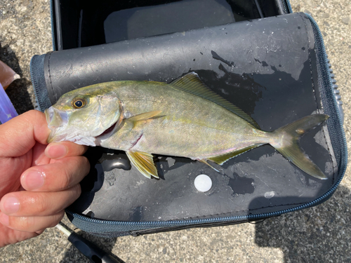 ショゴの釣果