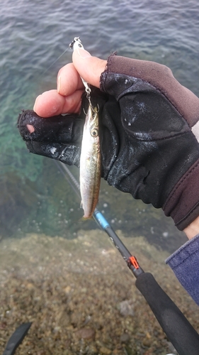 カマスの釣果