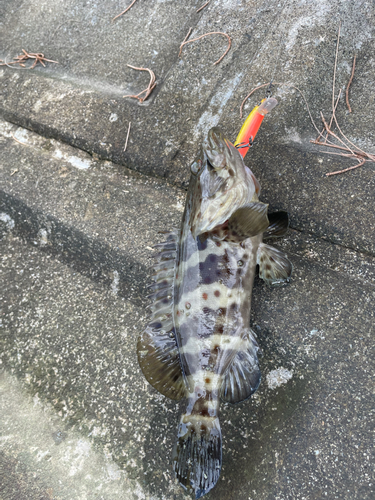 チャイロマルハタの釣果