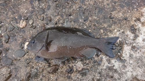 メジナの釣果