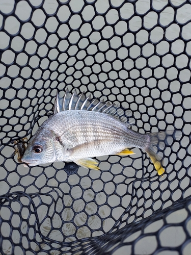 キビレの釣果