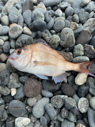 コショウダイの釣果