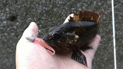 ムラソイの釣果