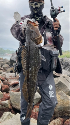 アイナメの釣果