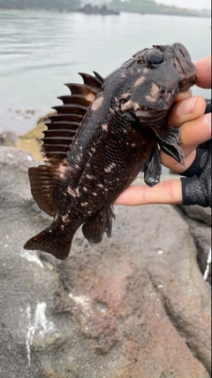 オウゴンムラソイの釣果