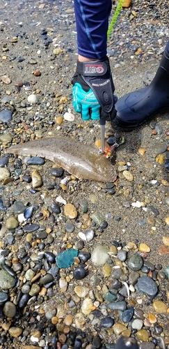 シタビラメの釣果