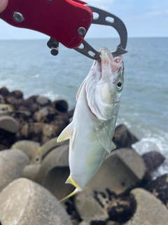 ワカシの釣果