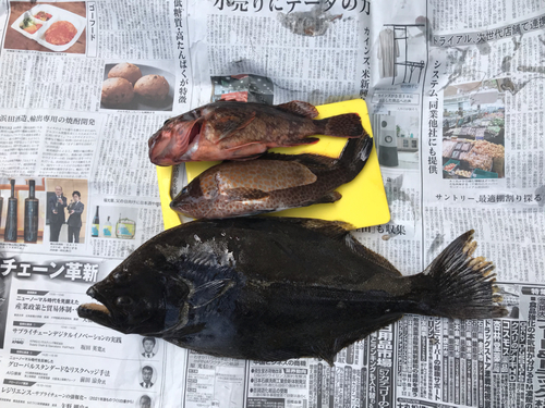 ヒラメの釣果