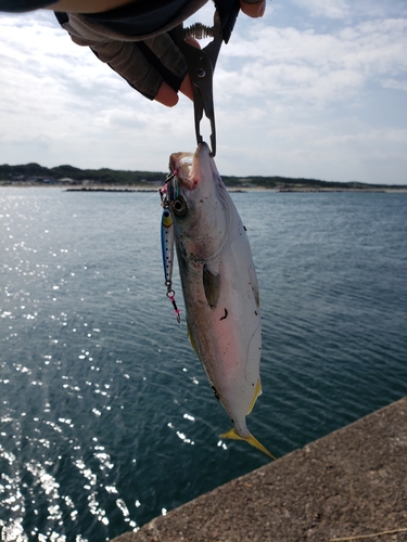 ワカシの釣果