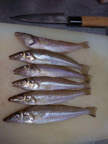 キスの釣果