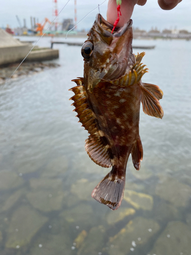 ガシラの釣果