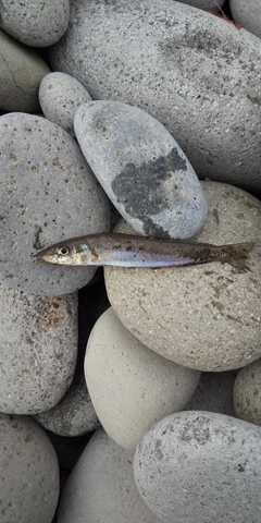 キスの釣果