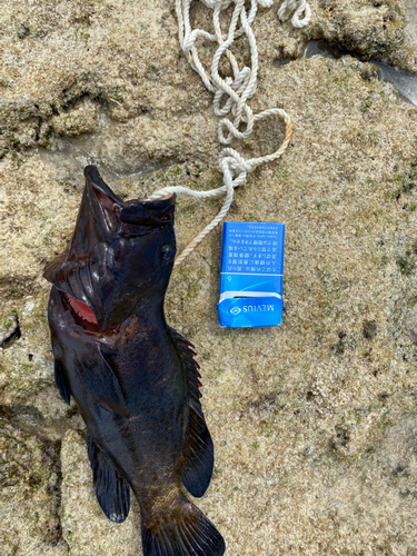 アオノメハタの釣果