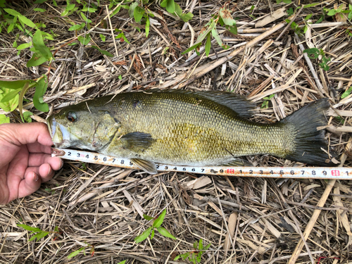 スモールマウスバスの釣果