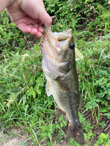 ラージマウスバスの釣果