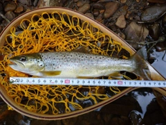 ブラウントラウトの釣果