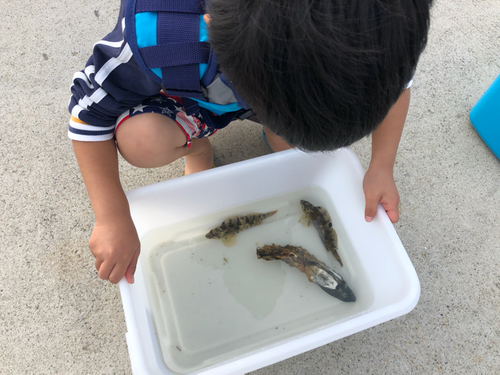 アイナメの釣果