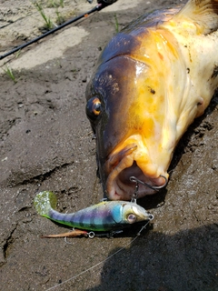 コイの釣果