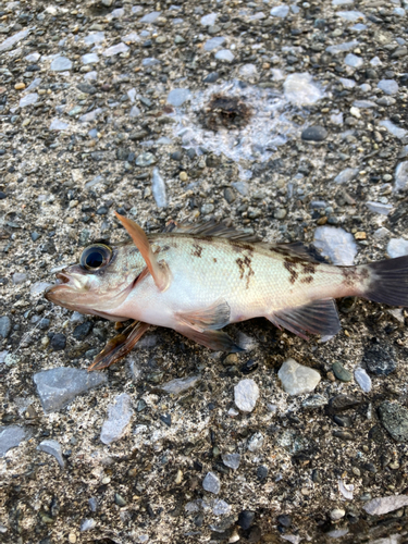 メバルの釣果