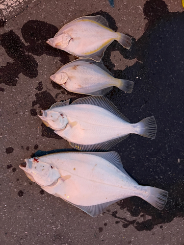 イシモチの釣果