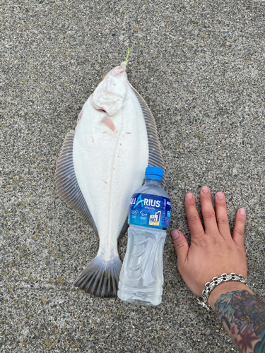 イシモチの釣果