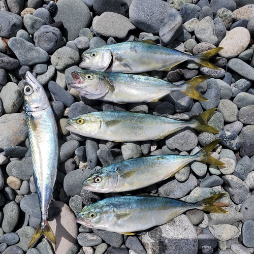 ワカシの釣果