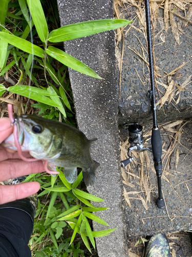 ラージマウスバスの釣果