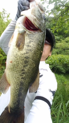 ブラックバスの釣果