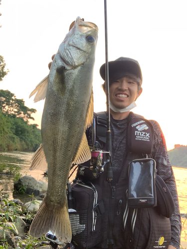 マルスズキの釣果