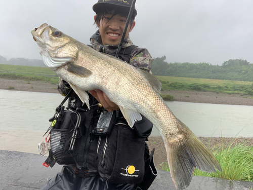 マルスズキの釣果