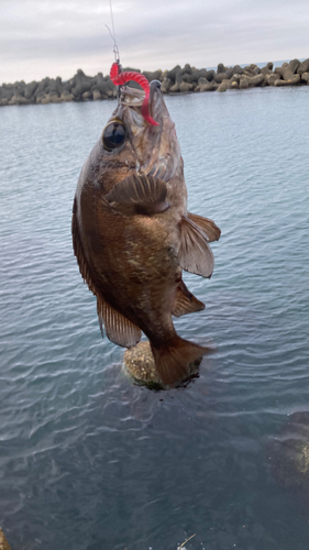 アカメバルの釣果