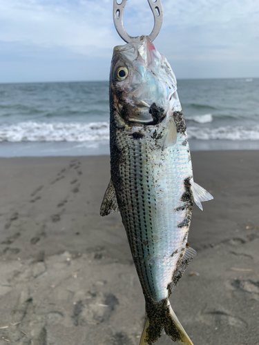 コノシロの釣果