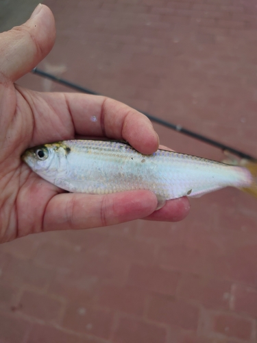 サッパの釣果